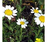Graines de fleurs de pyrèthre 100pcs blanc