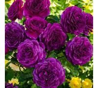 Graines de fleurs de rose 100 pièces violet