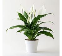 Graines de fleurs de Spathiphyllum 100 pièces blanches