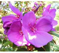 Graines de fleurs de Tibouchina 100pcs Rose