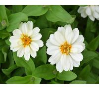 Graines de fleurs de Zinnia 100pcs blanc