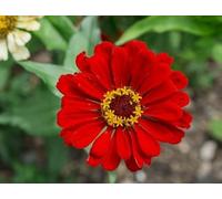 Graines de fleurs de zinnia rouges fraîches et neuves, 100 pièces