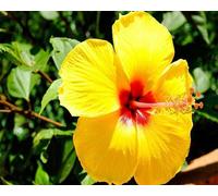 Graines de fleurs d'hibiscus 100pcs jaune