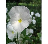 Graines de fleurs Graines de plantes en pot Fleur - Graines de pensée blanches - Paintbox - F2 Hybrid Family Garden - 30 graines C04