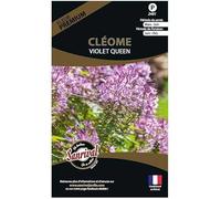 Graines de Fleurs Premium cléome Spinosa Violet Queen