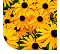 Graines de Fleurs Rudbeckia Hirta, Fleurs Jaune-Orangé, Plante Vivace pour Jardin, Hauteur 70 cm
