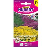 Graines de fleurs vivaces naines - Sachet de 0 5 g - Pour rocailles - Hauteur 15-30 cm - Floraison avril-juin