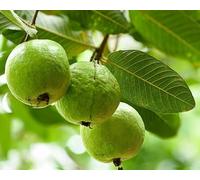 Graines de fruits de goyave 100 pièces vertes