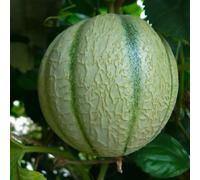 Graines de fruits de melon musqué 100 pièces vertes
