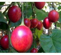 Graines de fruits de Tamarillo 100pcs rouge