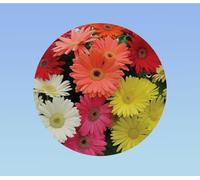 Graines de Gerbera Hybride varie 0,2 grammes soit +/- 65 GRAINES