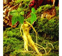 Graines de ginseng graines de plantes à croissance facile graines d'herbes médicinales rares pour jardin cour