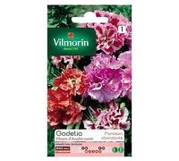 Graines De Godetia Double À Fleur Azalée Varié Vilmorin