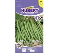 Graines de haricot à rames - Matilda - 35 graines - Extra-fin sans fil - Rendement élevé - Semis avril à août