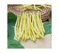 Graines de Haricot de Rocquencourt - sac de 5 kgs