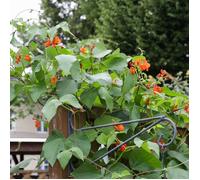 Graines de Haricot d'Espagne - Vilmorin