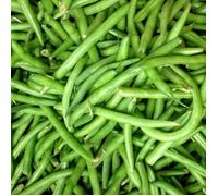 Graines de Haricot Nain mangetout Contender - Vilmorin