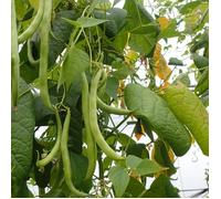 Graines de Haricot Nain vert sans fil Oxinel 2 - Sans traitement - Vilmorin