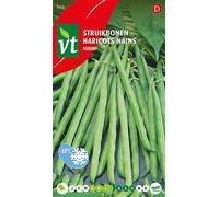 Graines de haricot vert Ferrari - Environ 50 gr | VT_943