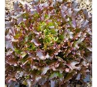 graines de laitue a couper red salade bowl