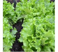 Graines de Laitue batavia De Pierre Bénite - Vilmorin