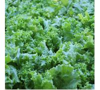 Graines de Laitue Batavia Reine des glaces - Vilmorin