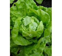 Graines de laitue Gotte jaune d'or 3 grammes