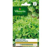 Graines De Laitue Variété "Salad Bowl Verte" Vilmorin Semis Toute L'année