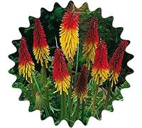 Graines de lis de torche / 30 pièces/Kniphofia uvaria/fleurs de roquette/vivaces/bougies à fleurs voyantes