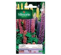 Graines De Lupin De Russel Varié Vilmorin