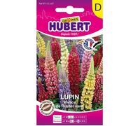 Graines de Lupin Vivace - Sachet de 2 g - Environ 60 graines - Épis floraux 70-80 cm - Floraison mai-juin