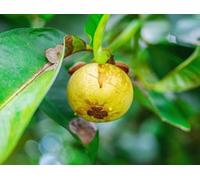 Graines de mangoustan 100 pièces jaune clair