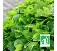 Graines de Melisse Citronnelle - Sans traitement - Vilmorin