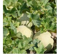 Graines de Melon Charentais - Sans traitement - Vilmorin