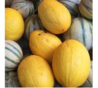 Graines de Melon Jaune canari 3 - Vilmorin