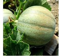 Graines de Melon Petit Gris de Rennes - Vilmorin