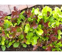 Graines de Mesclun salades en mélanges chicorée laitue roquette... 3 grammes