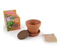 Graines de Mimosa pudica en pot de culture pour enfants G