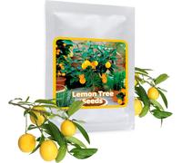 Graines De Mini Citronnier - 10 Pcs/Sac - Cultivable Comme Bonsaï Ou Arbre