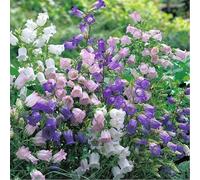 Graines de muguet, fleurs parfumées résistantes au froid, floraison toute l'année, plantes en pot, plantes vivaces pour l'intérieur et l'extérieur