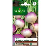 Graines De Navet Variété "Nancy À Feuille Entière" Vilmorin Semis De Mai À Juillet