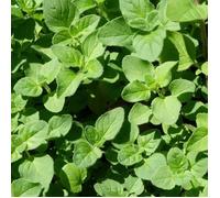 Graines de Origan marjolaine vivace - Vilmorin