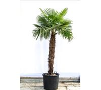 Graines de Palmier de Trachycarpus Fortunei, Lot de 40