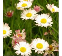 Graines de pâquerette Tapis varié - Vilmorin