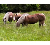 Graines de pâturage pour chevaux, mélange robuste pour des surfaces denses et résistantes, rendement élevé et résistance au pédalage, idéales pour les chevaux, poneys et animaux de pâturage (250 000