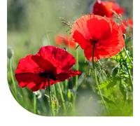 Graines de pavot - coquelicot rouge - 9.000 graines pour 20 m² de fleurs rouges vibrantes et colorées
