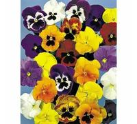 Graines de pensée geante de suisse variee