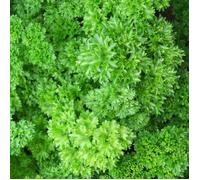 Graines de Persil frisé Vert Foncé - Vilmorin