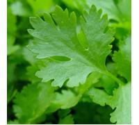 Graines de Persil Géant D'Italie race Nova - Vilmorin