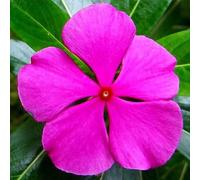 graines de pervenche 100pcs violet